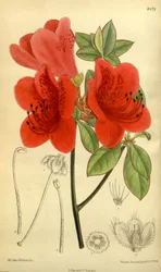 Rhododendron sublanceolatum, Ericaceae
